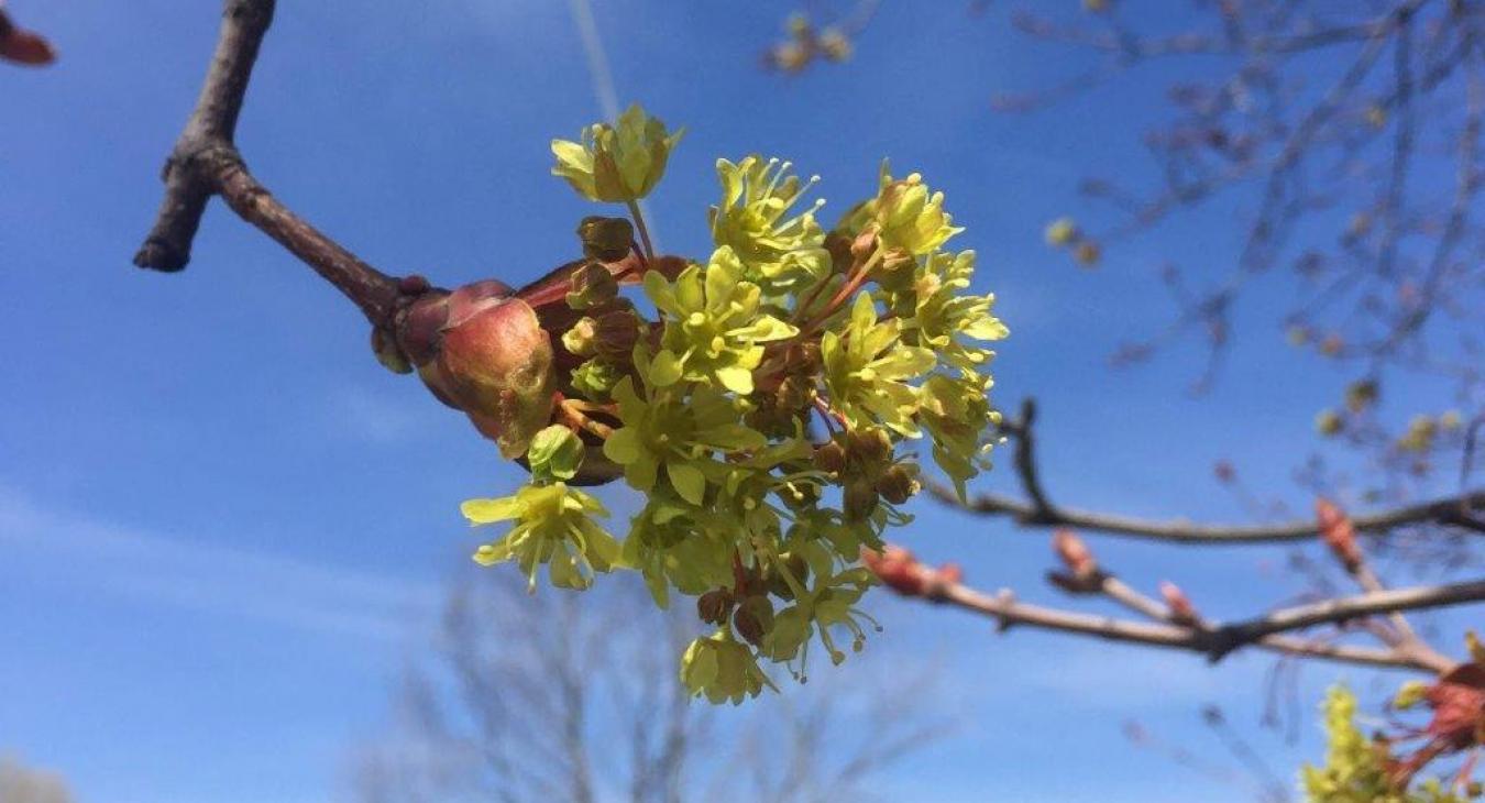 tree bud